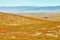 Fields of California Poppy during peak blooming time, Antelope Valley California Poppy Reserve