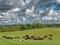 Fields with cattle at the border between Denmark and Germany near Krusaa, Gendarmstien