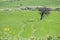 Fields with cereal plantations near Athienou town in Cyprus Island during January