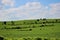 Fields with cereal plantations near Athienou town in Cyprus Island during January