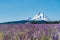 Fields of Colorful Wild Flowers, Mt Hood, Sky. Flowers are grown for commercial seed companies.