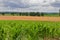 Fields with corn and mustard plants