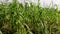 Fields of corn plants that have young fruit, brown flowers swaying in the wind