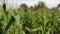 Fields of corn plants that have young fruit, brown flowers swaying in the wind