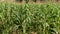 Fields of corn plants that have young fruit, brown flowers swaying in the wind