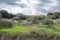 Fields covered with green grass and bushes along the edges under a sky with thunderclouds