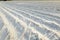 Fields are covered with plastic sheeting to protect plants from frost