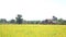 Fields Crotalaria