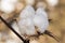 Fields and cultivated cotton plant, in southern Spain in Andalusia a lot of cotton is prepared to harvest in early autumn