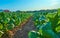 Fields cultivated with tobacco plants. Sprinkler the tobacco fields in summer. Extremadura.. Spain