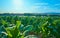 Fields cultivated with tobacco plants. Sprinkler the tobacco fields in summer. Extremadura.. Spain