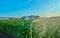 Fields cultivated with tobacco plants. Sprinkler the tobacco fields in summer. Extremadura.. Spain