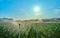 Fields cultivated with tobacco plants. Sprinkler the tobacco fields in summer. Extremadura.. Spain