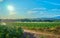 Fields cultivated with tobacco plants. Sprinkler the tobacco fields in summer. Extremadura.. Spain