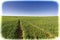 Fields and Cural Curving Road in Israel