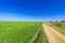 Fields and Cural Curving Road in Israel