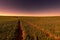 Fields and Cural Curving Road in Israel