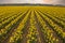 Fields of Daffodils Blooming in the Skagit Valley of Washington State.