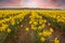 Fields of Daffodils Blooming in the Skagit Valley of Washington State.