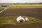 Fields of Daffodils Blooming in the Skagit Valley of Washington State.