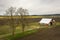 Fields of Daffodils Blooming in the Skagit Valley of Washington State.