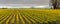 Fields of Daffodils Blooming in the Skagit Valley of Washington State.