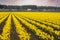 Fields of Daffodils Blooming in the Skagit Valley of Washington State.