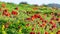 Fields of Dreams: Papaver Somniferum Flowers in Bloom