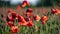 Fields of Dreams: Papaver Somniferum Flowers in Bloom