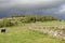 Fields with Dry Stone Walls