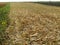 Fields in early autumn