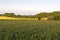 Fields in the Evening Sun