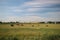 Fields and farms with country road in the Zuidplaspolder in Moordrecht in the Netherlands