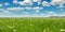 Fields with flowering flax and blue sky. Wide photo.