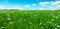 Fields with flowering flax and blue sky. Wide photo