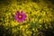 Fields of flowers used for tourists and eco farming the changing face of farms and farmland