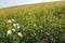 Fields of flowers used for tourists and eco farming the changing face of farms and farmland