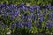 Fields full of hyacinths that grow colorfully in Noordwijkerhout during the spring to harvest flower bulbs later