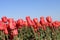 Fields full of tulips that grow colorfully on island Goeree Overflakkee during the spring to harvest flower bulbs later in the Net