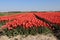 Fields full of tulips that grow colorfully on island Goeree Overflakkee during the spring to harvest flower bulbs later in the Net