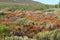 Fields of fynbos at Cape Point Park