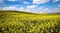 Fields of Gold (canola flower fields) and a blue sky