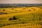 Fields of Gold in the Corn State of Iowa