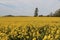 Fields Of Gold - Glastonbury, UK