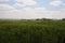 Fields of grain, village idyll, lumber grain for bread production