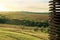 Fields of grape plants on a sunny day