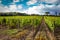 Fields of grapes in the autumn