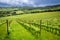 Fields of grapes in the summer