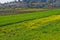 Fields in Hanadiv valley, Givat Ada Israel