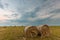 Fields of hayroll